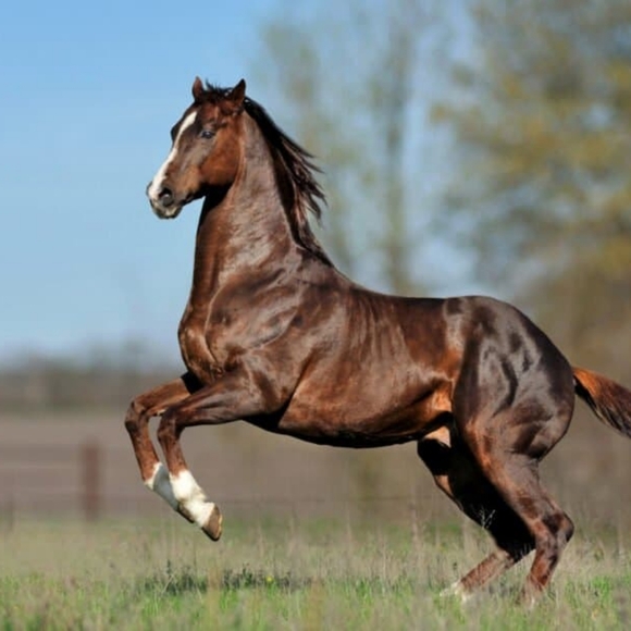 Meet Your Posher, Grace R 🌺 - Picture 3 of 8